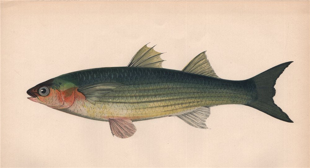 GOLDEN GREY MULLET. Long-finned Grey Mullet, Liza aurata. COUCH. Fish 1862